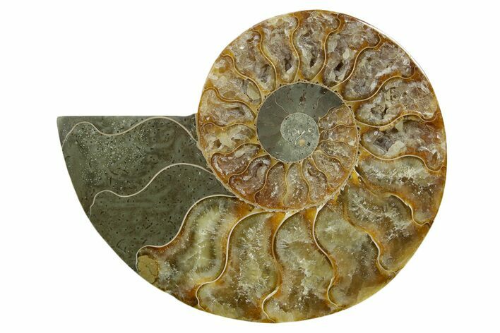 Cut & Polished Ammonite Fossil (Half) - Madagascar #379246